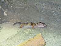 Gecko leopard, Eublepharis macularius (ord Squamates)(ss-ord Sauriens)(fam. Geckonides) (Photo F. Mrugala) (1)